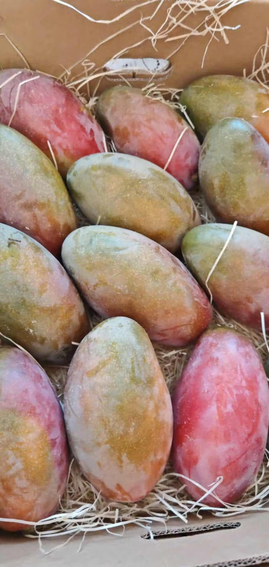 Fresh Egyptian Osteen Mango – Sweet & Juicy approx. 3kg