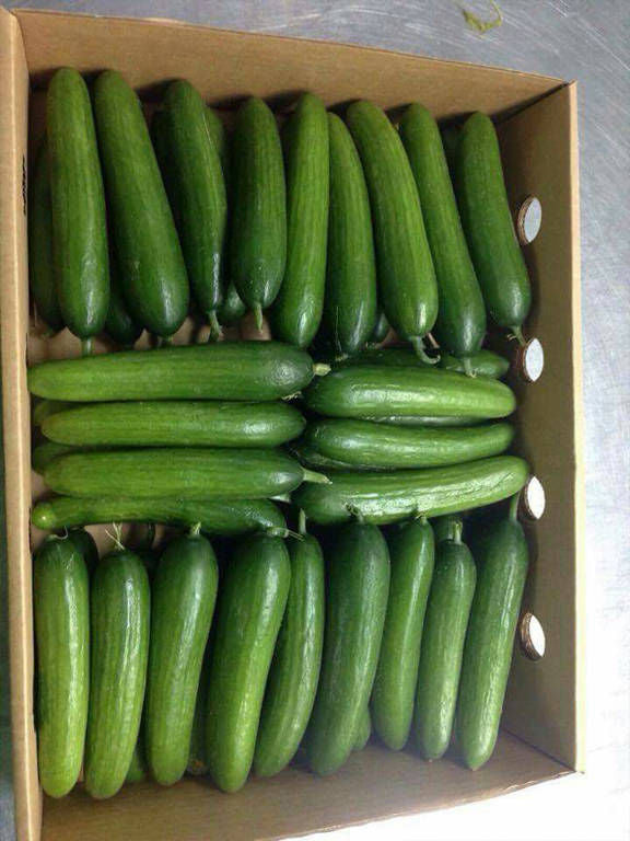 Fresh Egyptian Cucumber – Crisp, Cool & Refreshing approx. 3kg