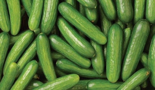 Fresh Egyptian Cucumber – Crisp, Cool & Refreshing approx. 3kg