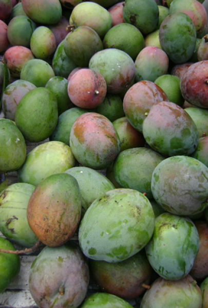 Fresh Egyptian Keitt Mango – Large & Juicy approx. 3kg