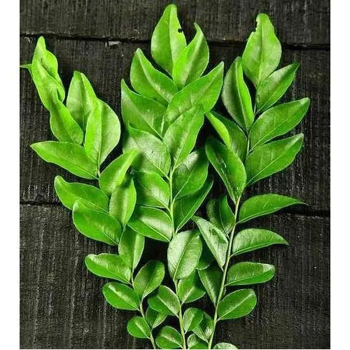 Fresh Curry Leaves 25g / 50g / 75g / 100g | Authentic | Aromatic | FREE 24h Courier
