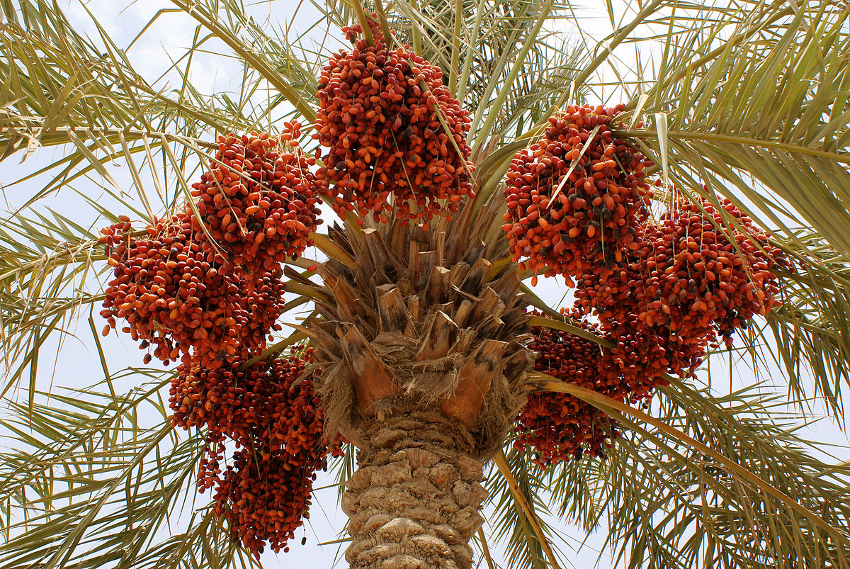 Fresh Egyptian Red Zaghloul Dates – Sweet & Juicy