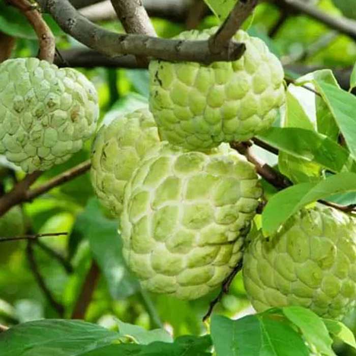 Fresh Egyptian Custard Apple (Cherimoya) – Creamy & Exotic approx. 3.50kg