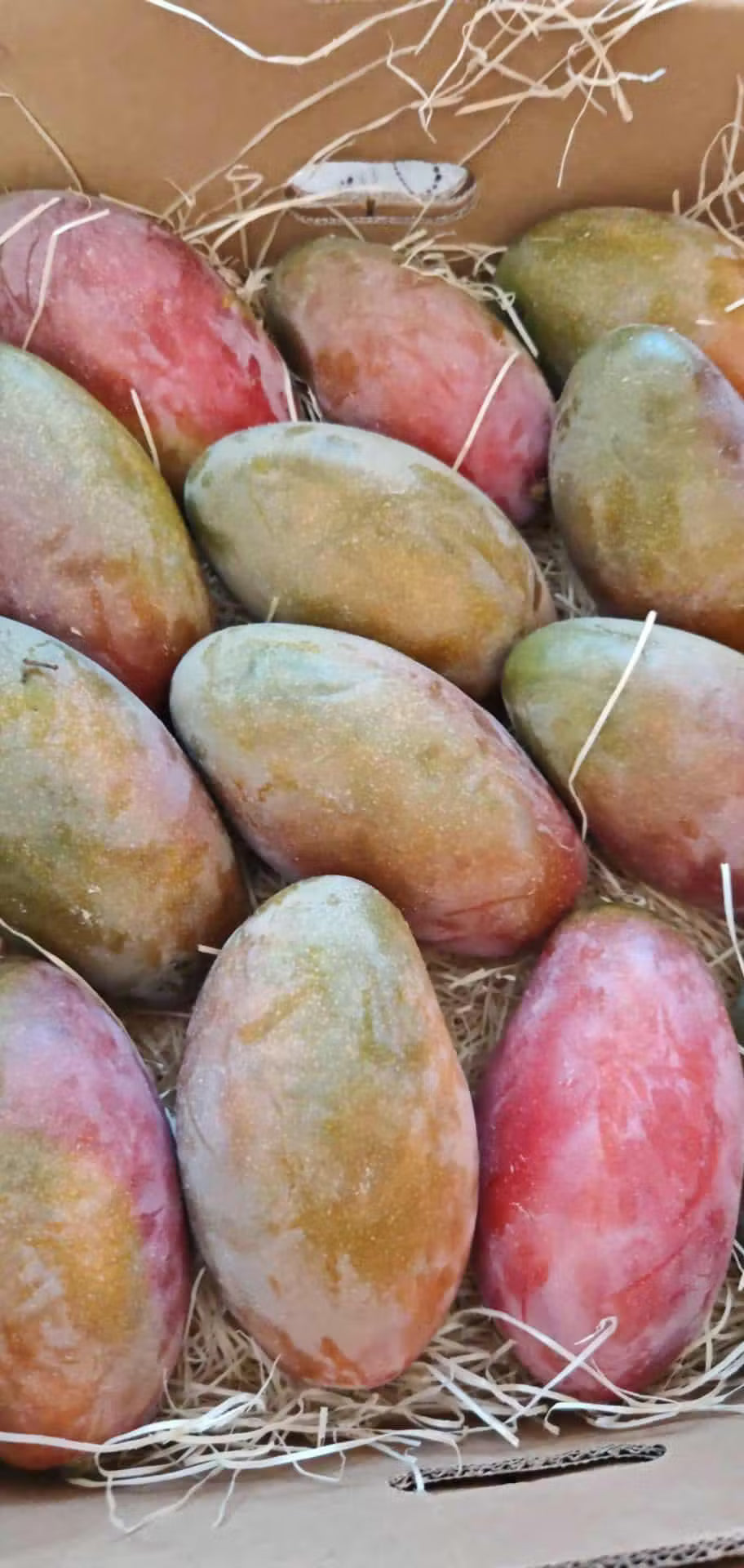 Fresh Egyptian Osteen Mango – Sweet & Juicy approx. 3kg