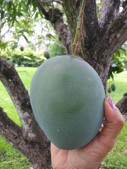 Fresh Egyptian Keitt Mango – Large & Juicy approx. 3kg