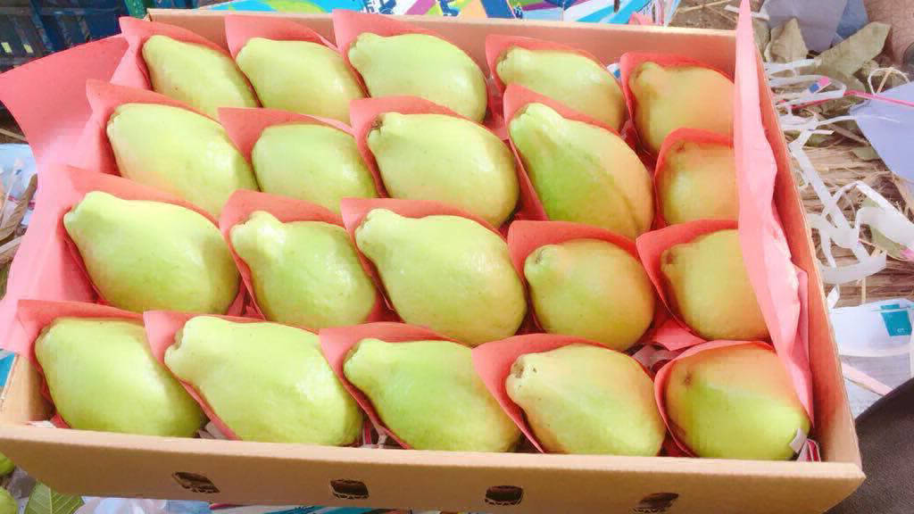 Guava Pack Fresh Egyptian Guava – 2kg Pack | Nonynana