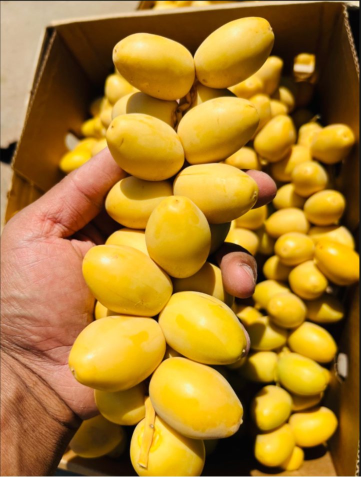 Fresh Egyptian Barhi Yellow Dates – Crunchy & Sweet
