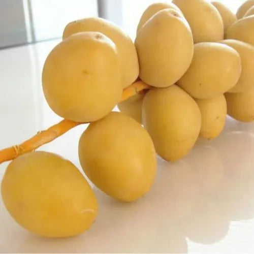 Fresh Egyptian Barhi Yellow Dates – Crunchy & Sweet