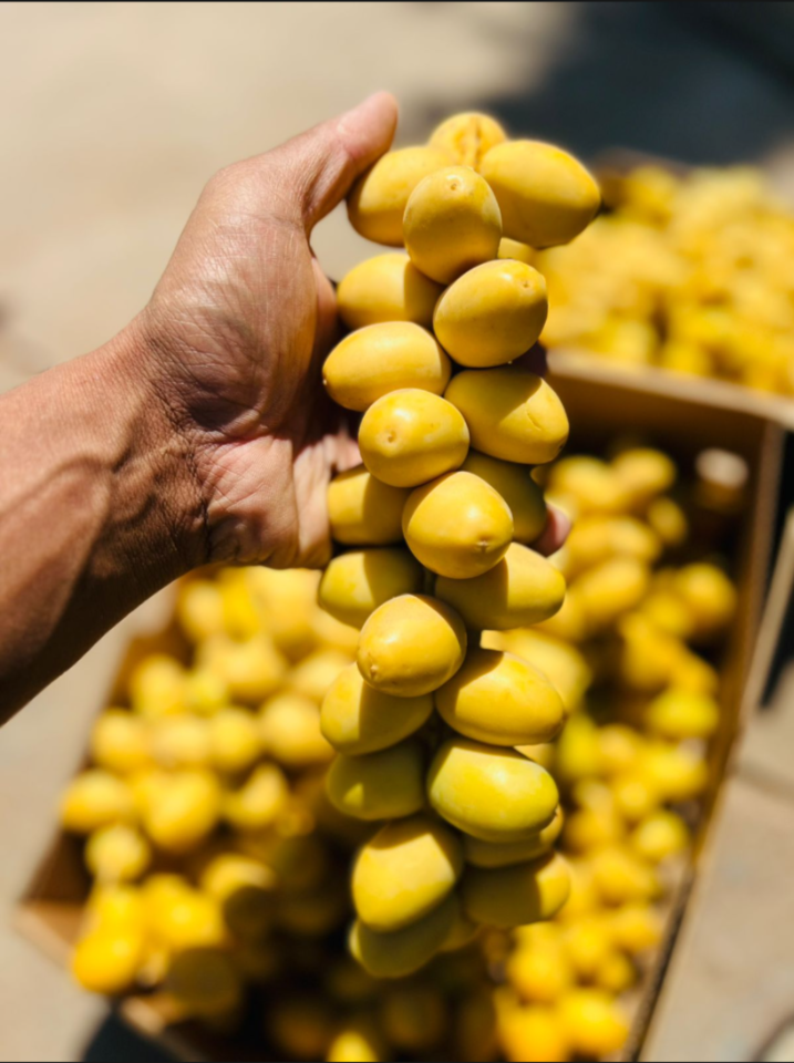 Fresh Egyptian Barhi Yellow Dates – Crunchy & Sweet