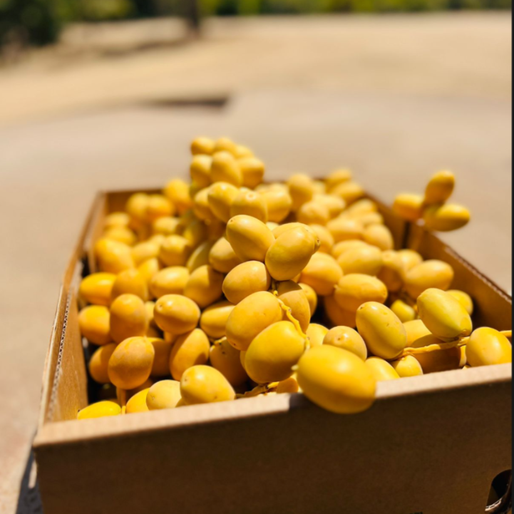 Fresh Egyptian Barhi Yellow Dates – Crunchy & Sweet