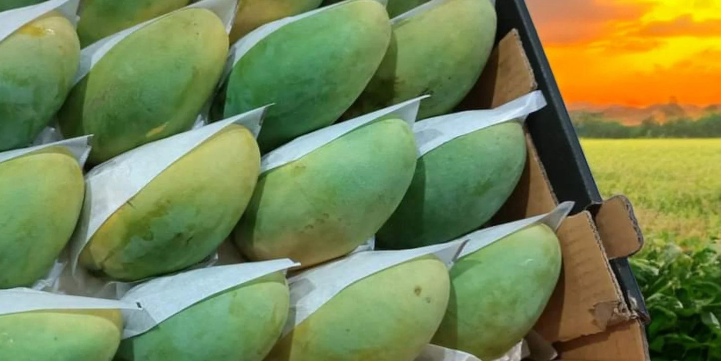 Fresh Egyptian Keitt Mango – Large & Juicy approx. 3kg