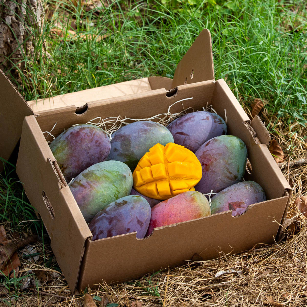 A box of mangoes on a grassy background