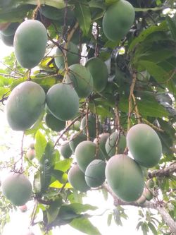 Fresh Egyptian Keitt Mango – Large & Juicy approx. 3kg