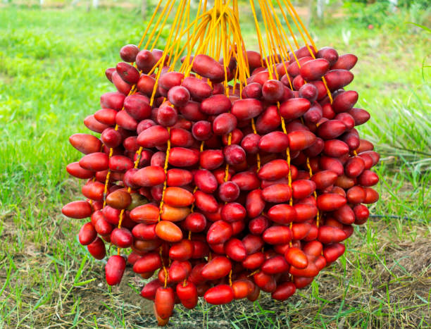 Fresh Egyptian Red Zaghloul Dates – Sweet & Juicy