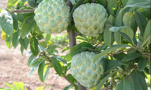 Fresh Egyptian Custard Apple (Cherimoya) – Creamy & Exotic approx. 3.50kg